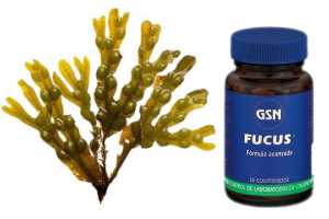 Vegetales Marinos, Beneficios del Alga Fucus